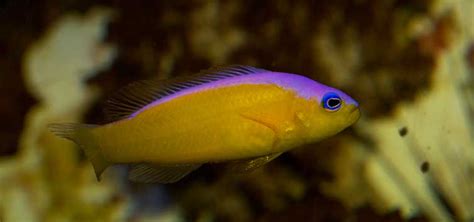 The Dottyback: Choose Carefully! .